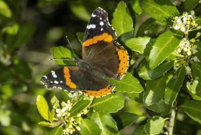 Red Admiral Butterfly 2024